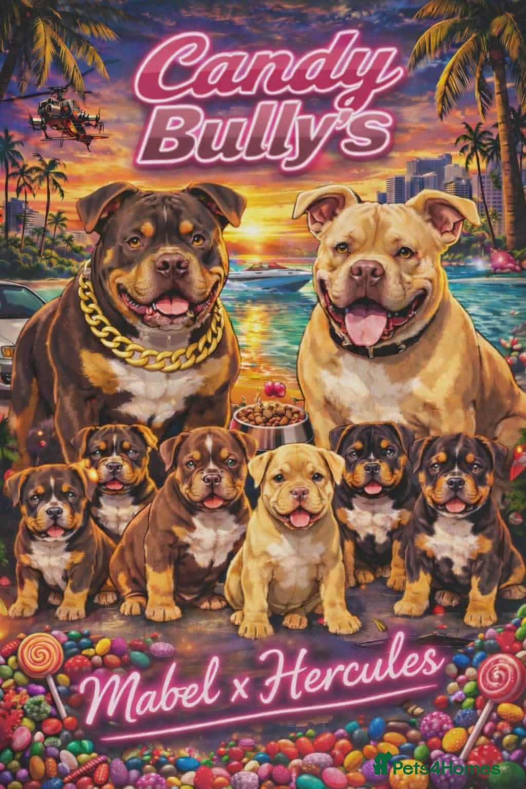 American Bully dogs ABKC Registered pocket bully puppies. Champion🩸🧬 - Advert 1