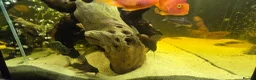 Cichlids fish for sale: Fish for sale  - Advert 2