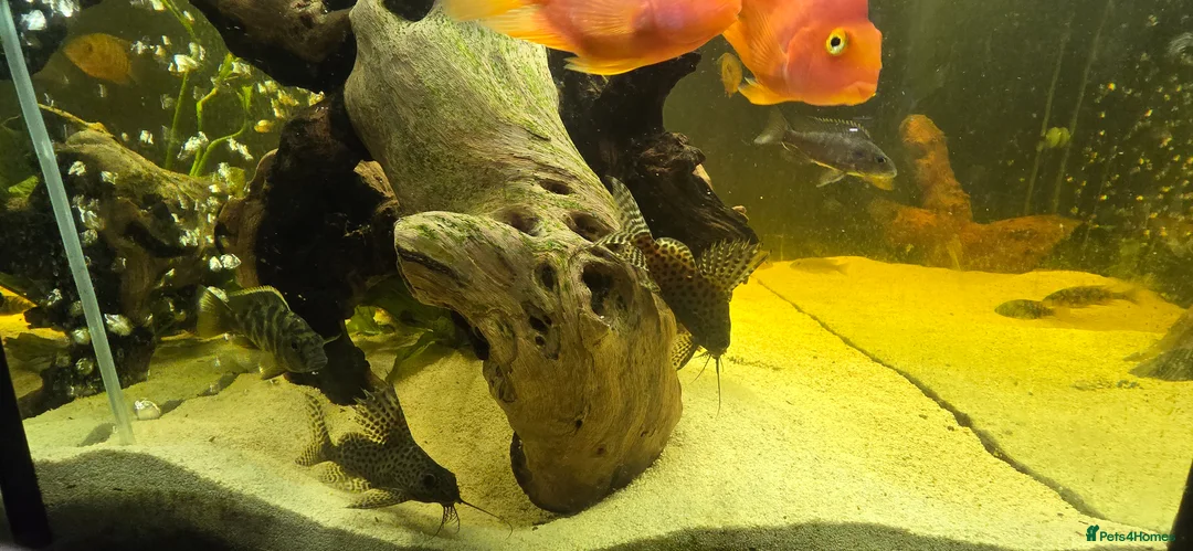 Cichlids fish for sale: Fish for sale  - Advert 2