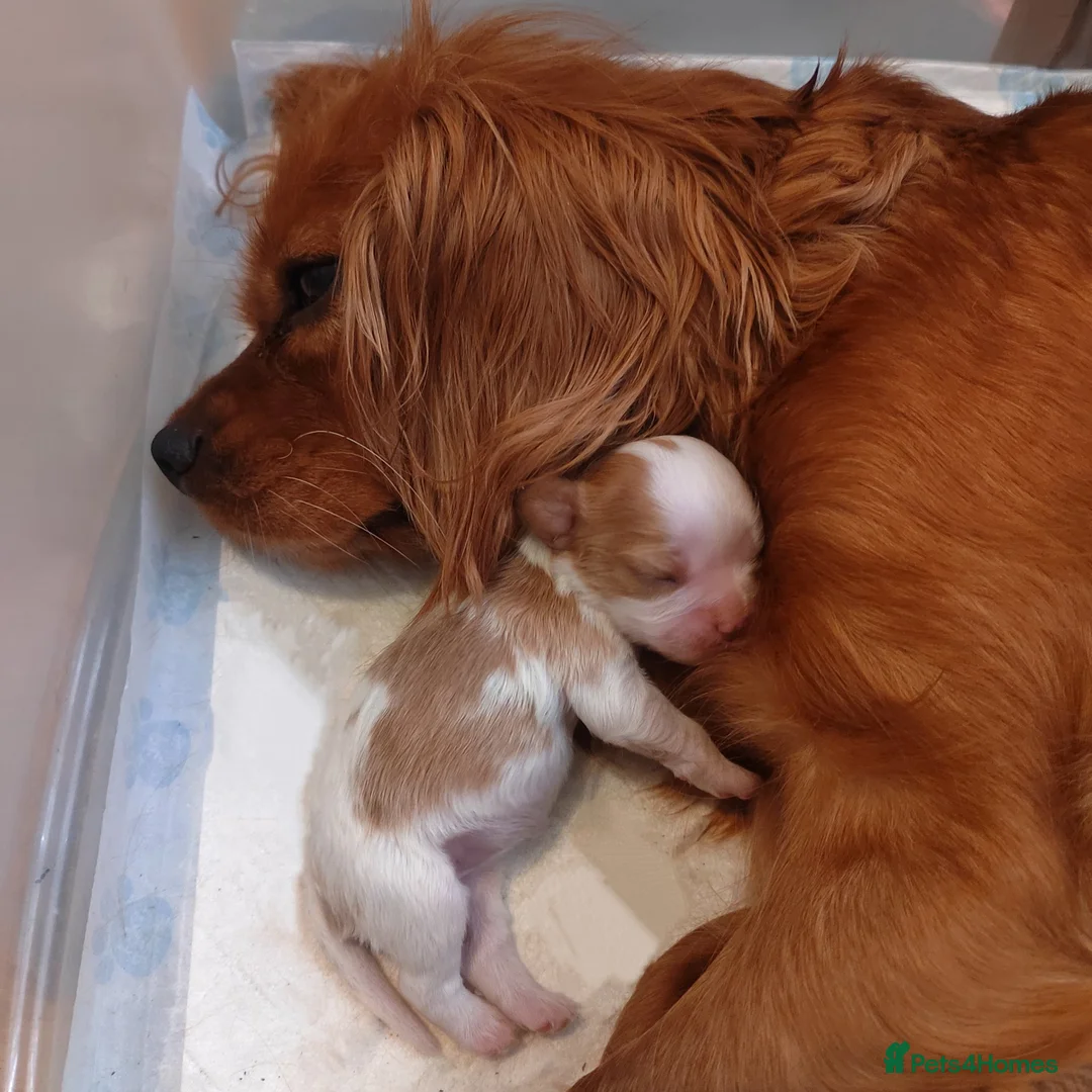 Cavalier King Charles Spaniel dogs for sale: Fully vaccinated and ready now 13 Feb  - Advert 21