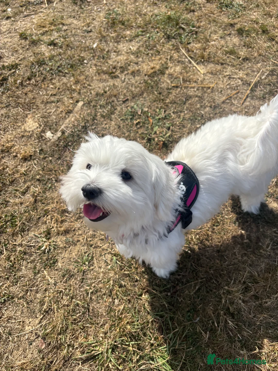 Maltese dogs for sale: Lily - 5 generation KC registered Maltese - Advert 11
