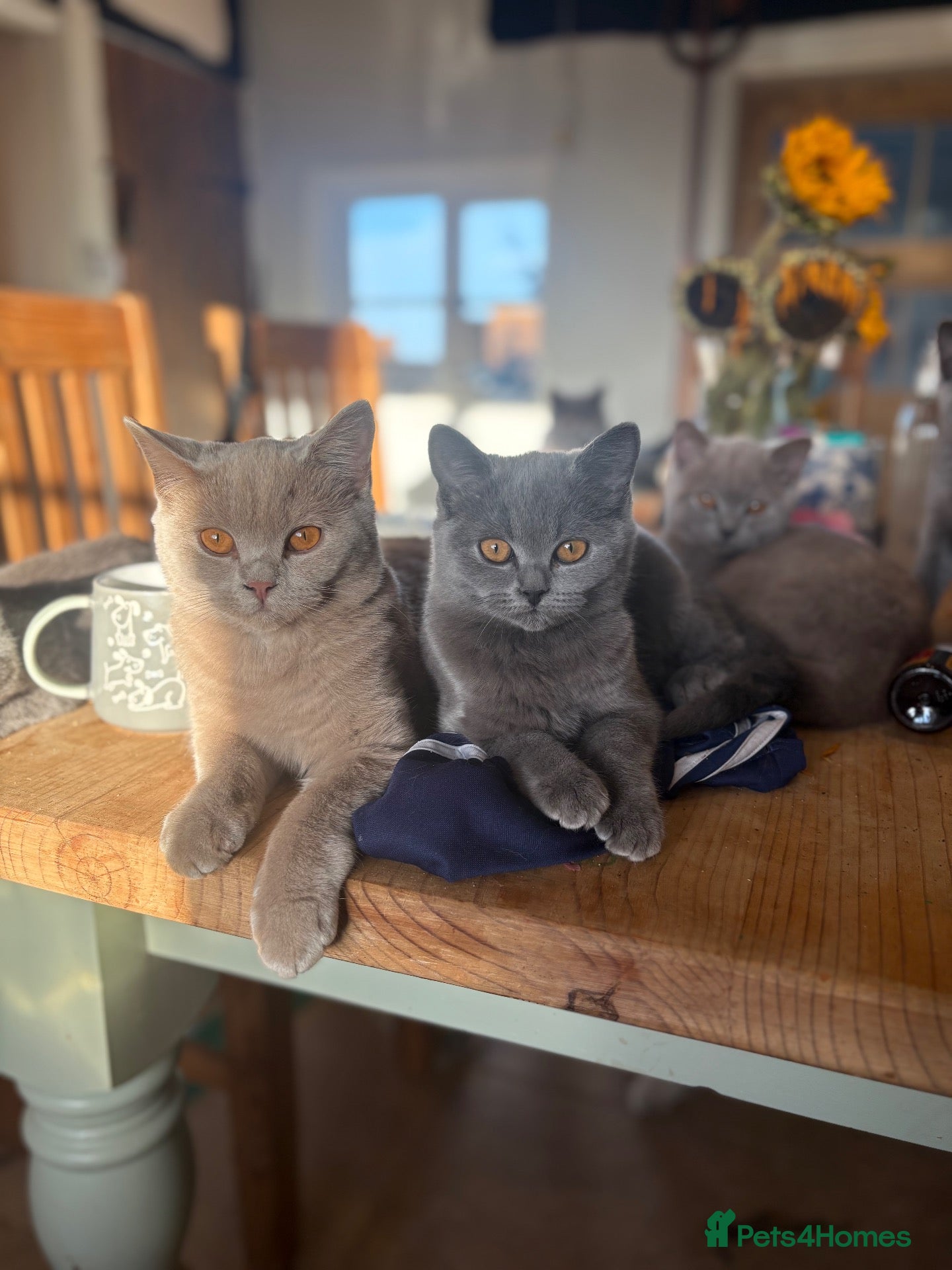 British Shorthair cats Toast and Bagel - British shorthair boys - Advert 1
