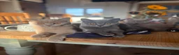British Shorthair cats for sale: Toast and Bagel - British shorthair boys - Advert 4