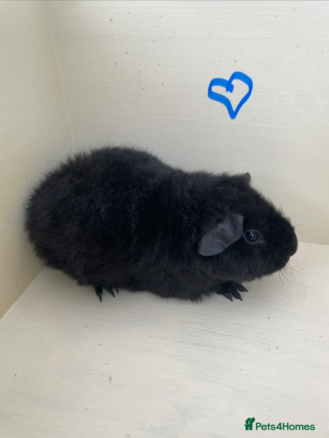 Guinea Pig rodents for sale: Pure bred baby Teddy Guinea Pigs - Advert 1
