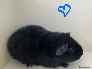 Guinea Pig rodents Pure bred baby Teddy Guinea Pigs - Advert 3