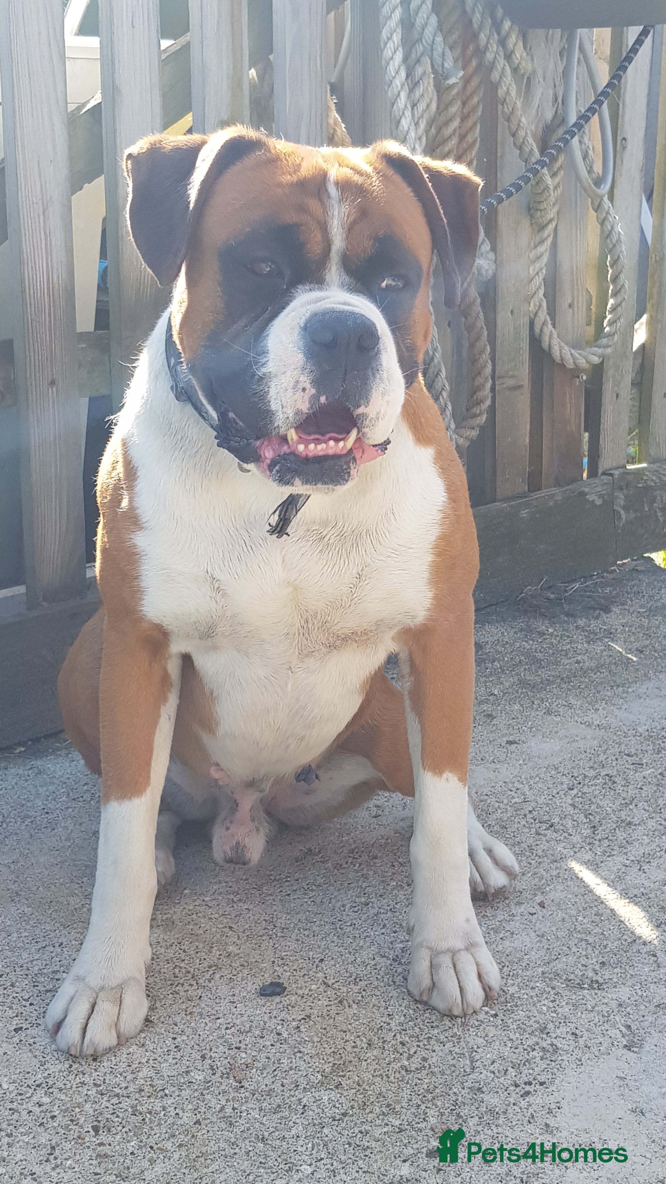 Boxer dogs KC and Heart scored Boxer stud - Advert 4