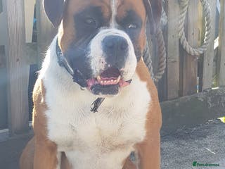 Boxer dogs KC and Heart scored Boxer stud - Advert 5