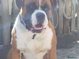 Boxer dogs KC and Heart scored Boxer stud - Advert 4