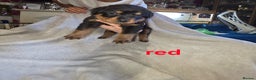 Rottweiler dogs for sale: Purebred Rottweiler Puppies Family Companions - Advert 9