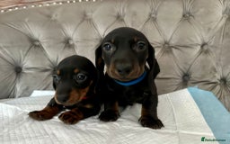 Miniature Dachshund dogs for sale: Miniature Dachshund Puppies - Image 5