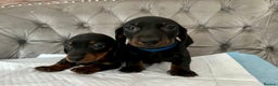 Miniature Dachshund dogs for sale: READY NOW Miniature Dachshund Puppies - Advert 15