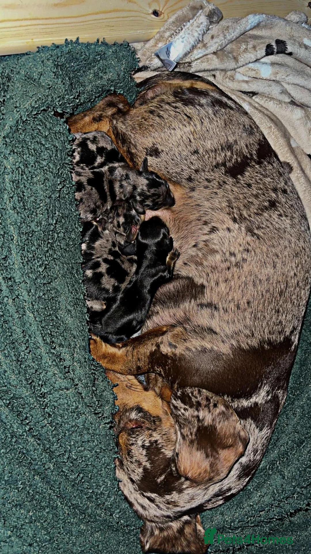 Dachshund dogs for stud: Dachshund for Stud ‼️‼️ - Advert 5