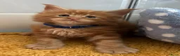 Maine Coon cats for sale: Stunning Red Kittens TICA reg  - Advert 15