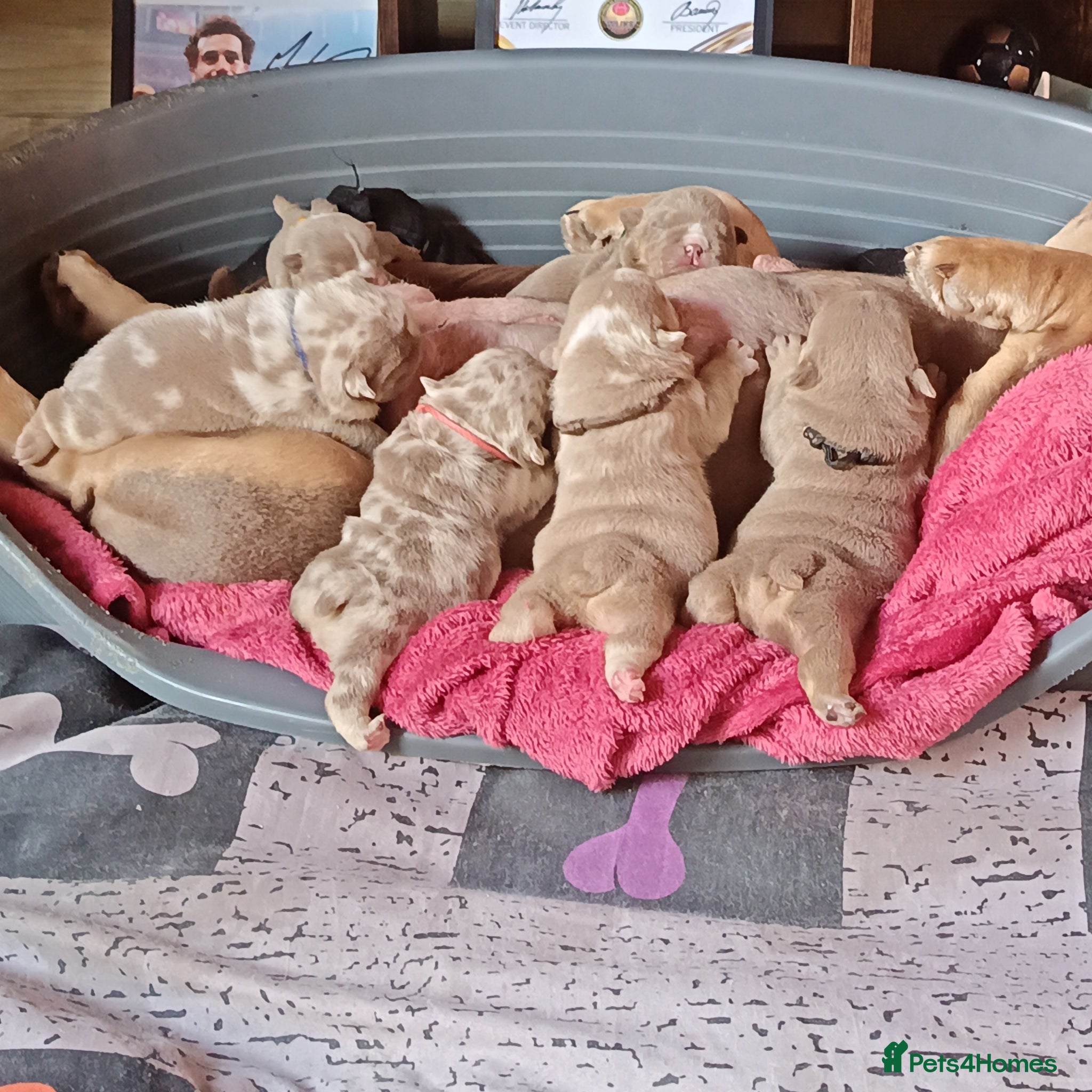 English Bulldog dogs 5 Generation 5 week old  chunky British  bulldogs  - Advert 1