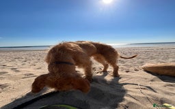 Hungarian Vizsla dogs for sale: Wire haired Hungarian Vizsla - Image 6
