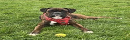 Boxer dogs for sale: 8wk old Boxer Puppy - Advert 6