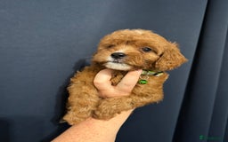 Mixed Breed dogs for sale: Cavapoo puppies  - Advert 7