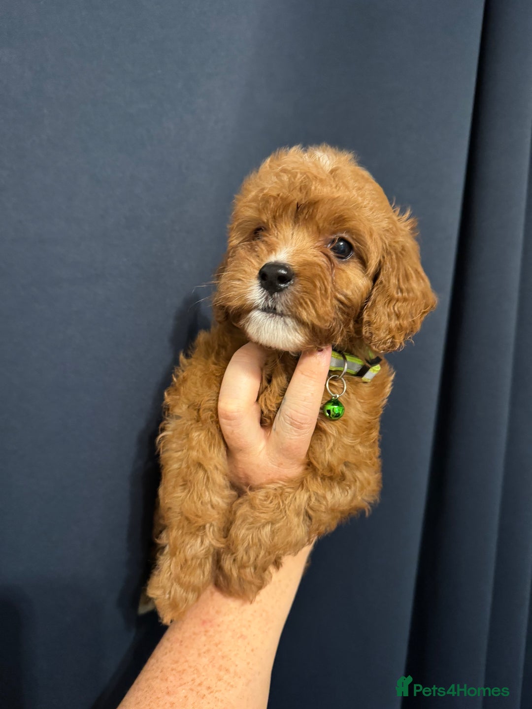 Mixed Breed dogs for sale: Cavapoo puppies  - Advert 7