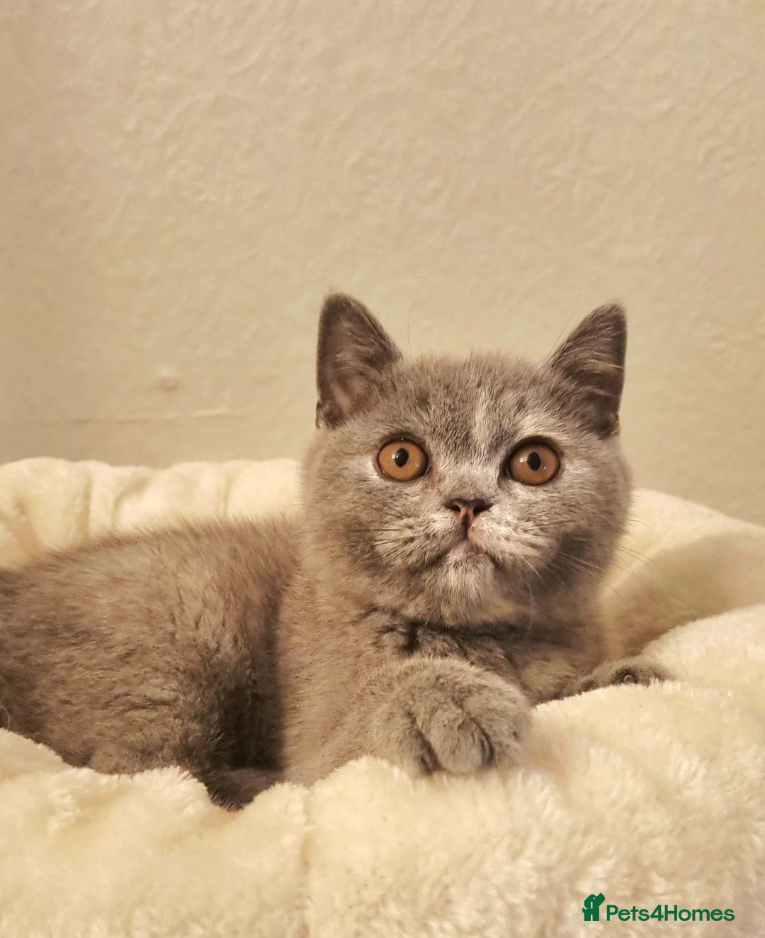 British Shorthair cats for sale: British Shorthair Blue Tortie Female Available  - Advert 2