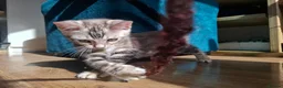 Bengal cats for sale: Outstanding Bengal Kittens TICA - Advert 9