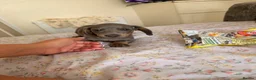 Miniature Dachshund dogs for sale:  Adorable Dachshund Puppies 🐶  - Advert 7