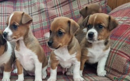 Jack Russell dogs for sale: Traditional Jack Russell Pups DNA Health Tested  - Image 28