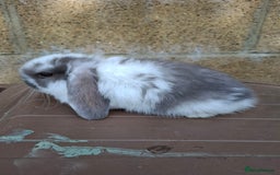 Mini Lop rabbits for sale: Mini lop girls for sale - Image 4