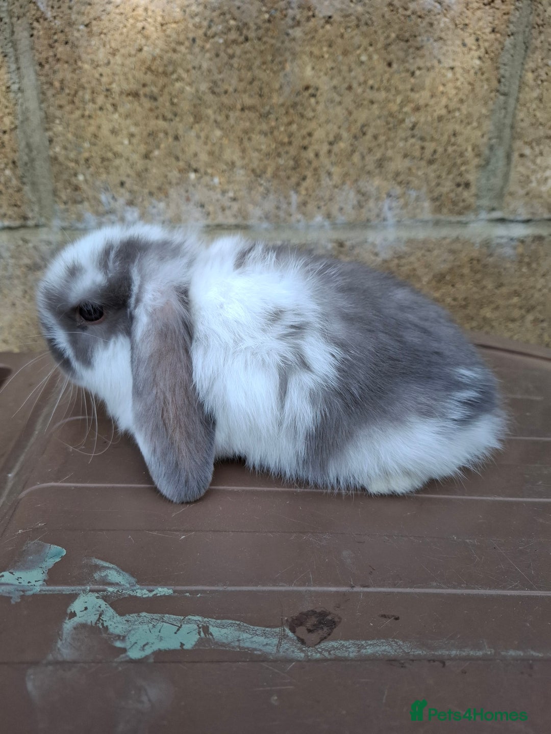 Mini Lop rabbits for sale: Mini lop girls for sale - Image 4