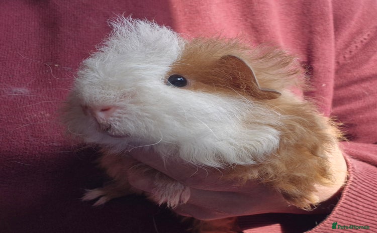 Guinea Pig rodents - Advert 2