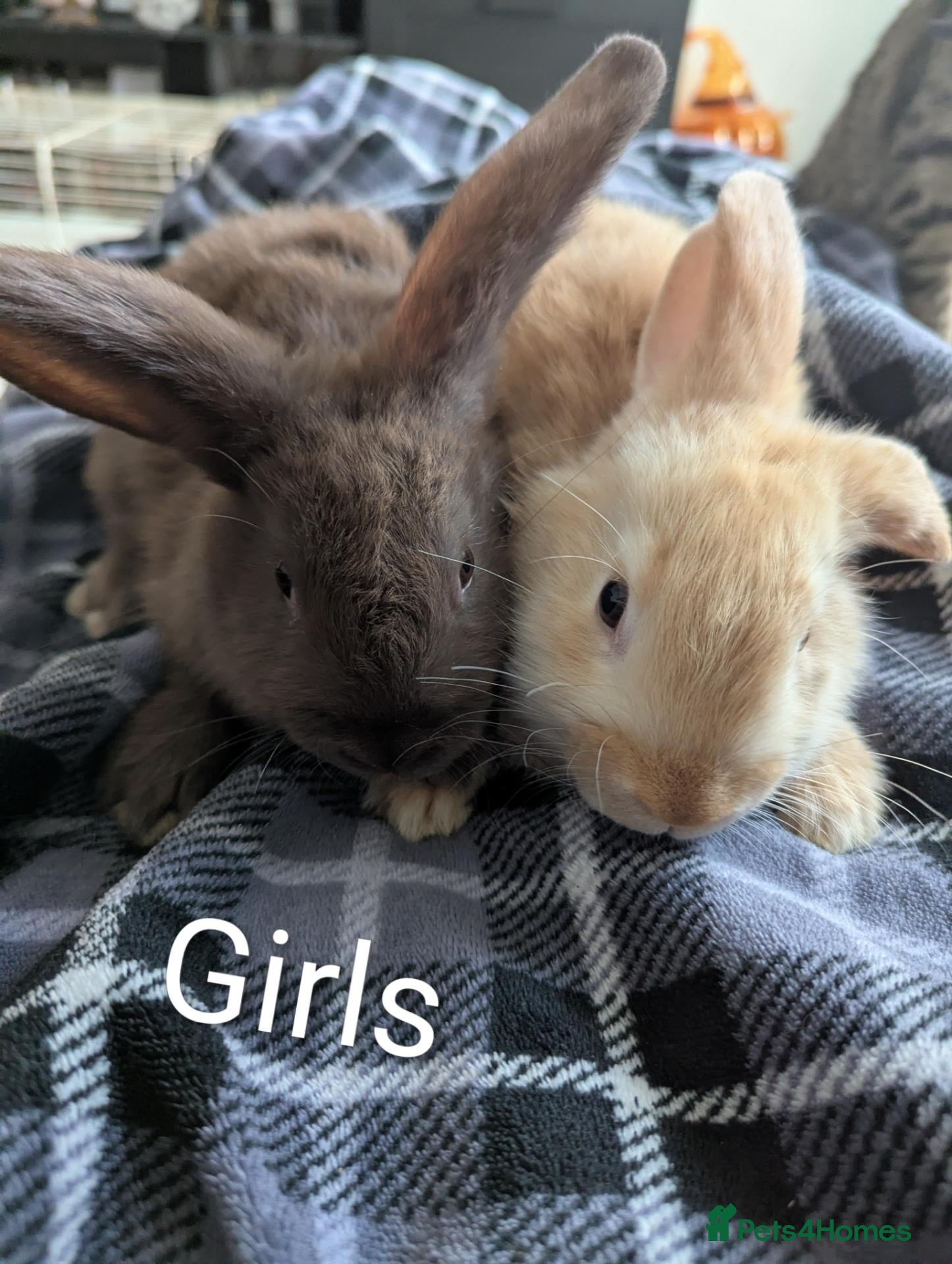 French Lop rabbits 5 mix French lop baby's & 1 💯% French lop boy  - Advert 1