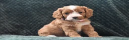 Cavapoo dogs for sale: Toy F1 Cavapoo Puppies Fully Dna Clear. - Advert 13