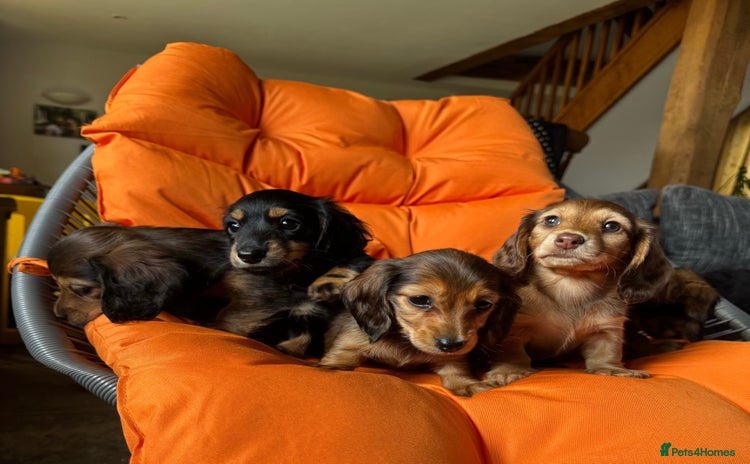 Dachshund dogs - Advert 2