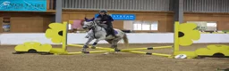 English Thoroughbred horses for sale: Mouse 9yo,16.2hh Dapple Grey Thoroughbred Gelding  - Advert 6