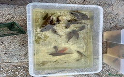 Koi Carp fish for sale: Koi for Sale - Image 2