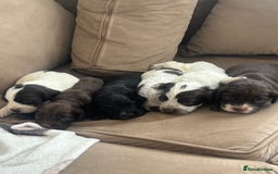 Cocker Spaniel dogs for sale: Cocker spaniel puppies  - Image 3