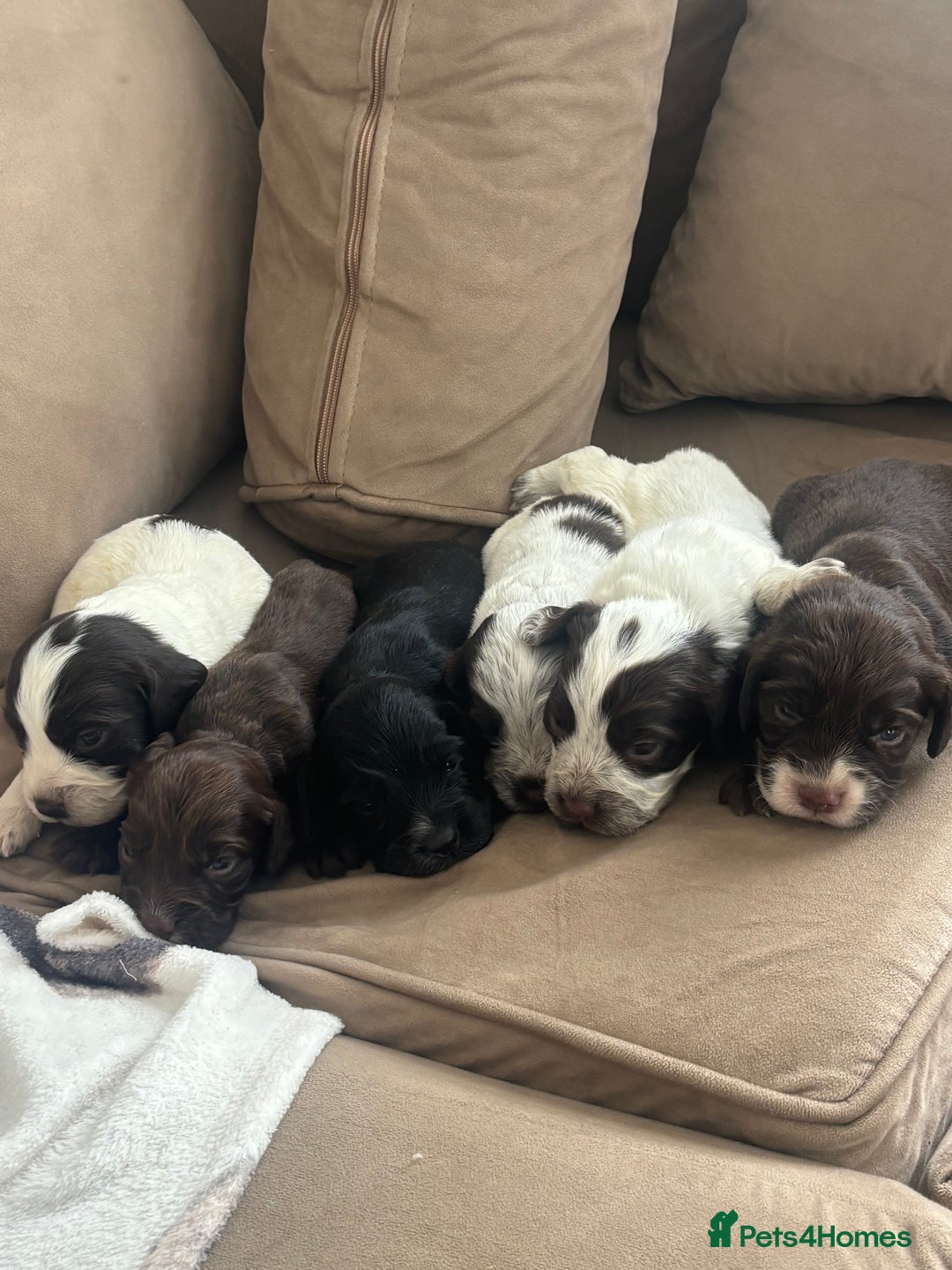 Cocker Spaniel dogs for sale: Cocker spaniel puppies  - Image 3