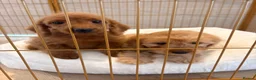 Labradoodle dogs for sale: LICENSED BREEDER HEALTH TESTED MINI LABRADOODLES - Advert 10