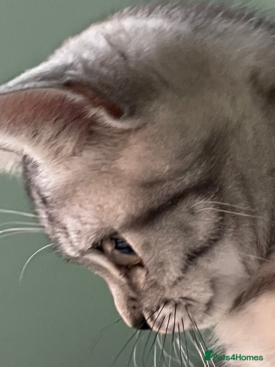 British Shorthair cats GCCF castrated British Shorthair 💙 BOY - Advert 2