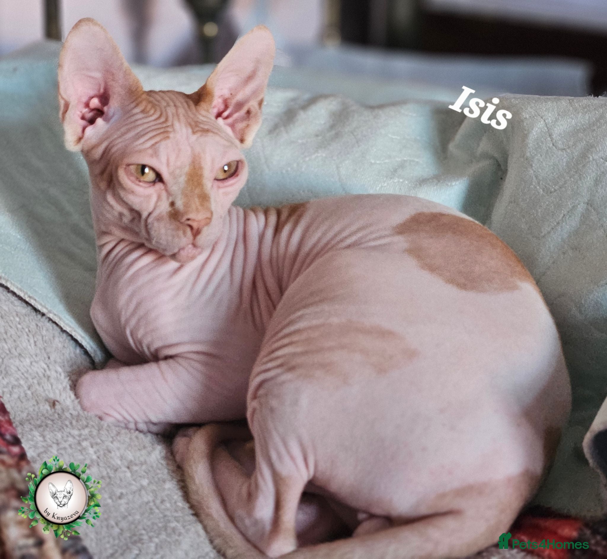 Sphynx cats  Adult two Male Sphynx Cats – Pets Only - Advert 18