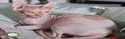 Sphynx cats for sale:  Adult two Male Sphynx Cats – Pets Only - Advert 4