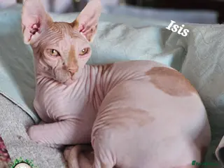 Sphynx cats Adult two Male Sphynx Cats – Pets Only - Advert 18