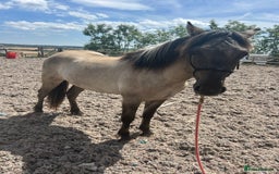 Highland horses for sale: 2 year old highland pony - Image 1