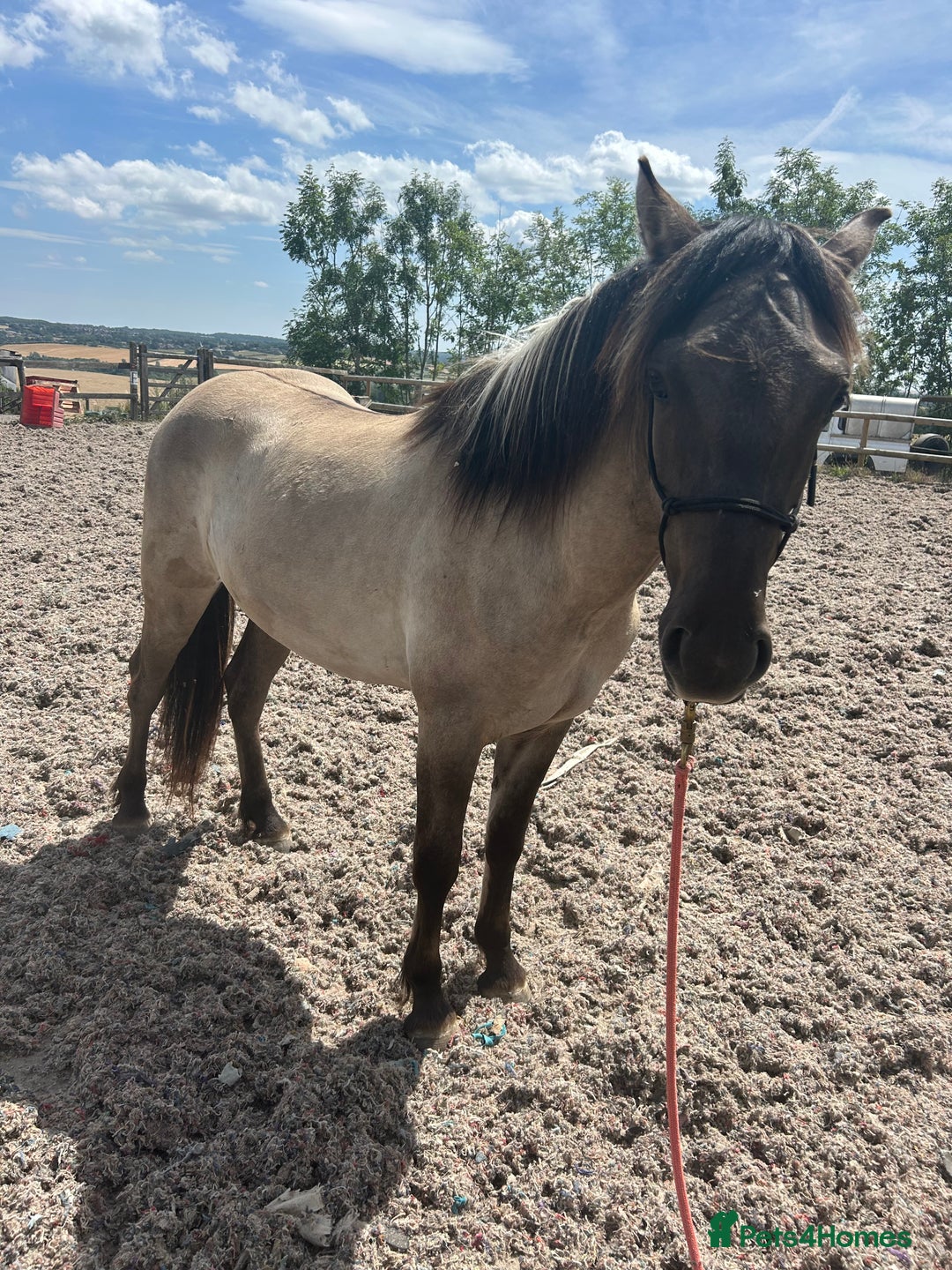 Highland horses for sale: 2 year old highland pony - Image 1