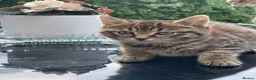 Toyger cats for sale: Tabby kittens  - Advert 3