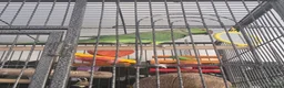 Ringnecks birds for sale: Ringneck parakeet  - Advert 5