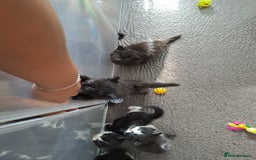 Mixed Breed cats for sale: 4 Stunning kittens for sale - Image 2