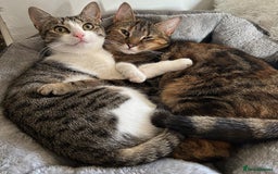 Domestic Shorthair cats for sale: Olive and Aggie  - Image 7