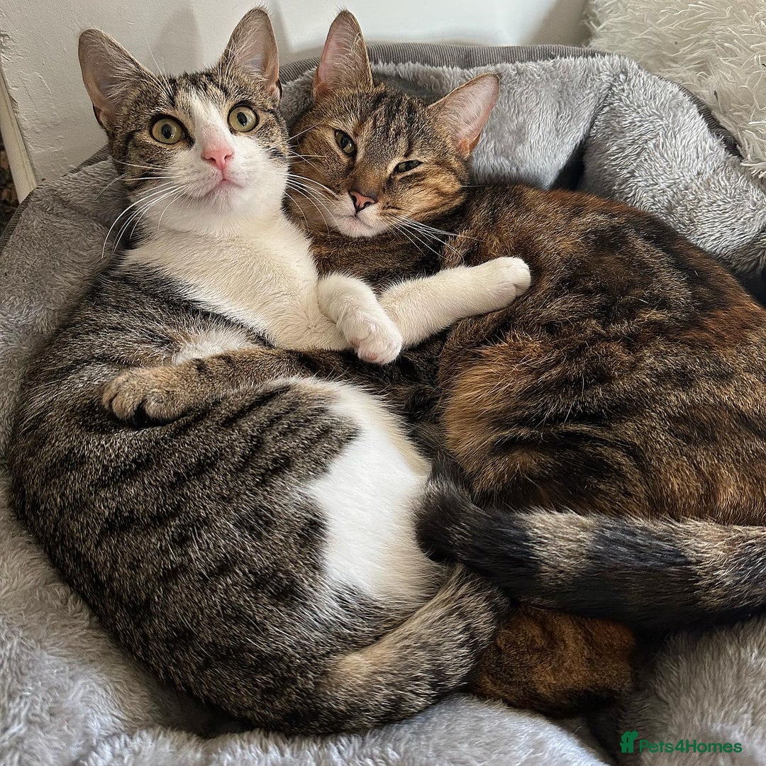 Domestic Shorthair cats for sale: Olive and Aggie  - Image 7