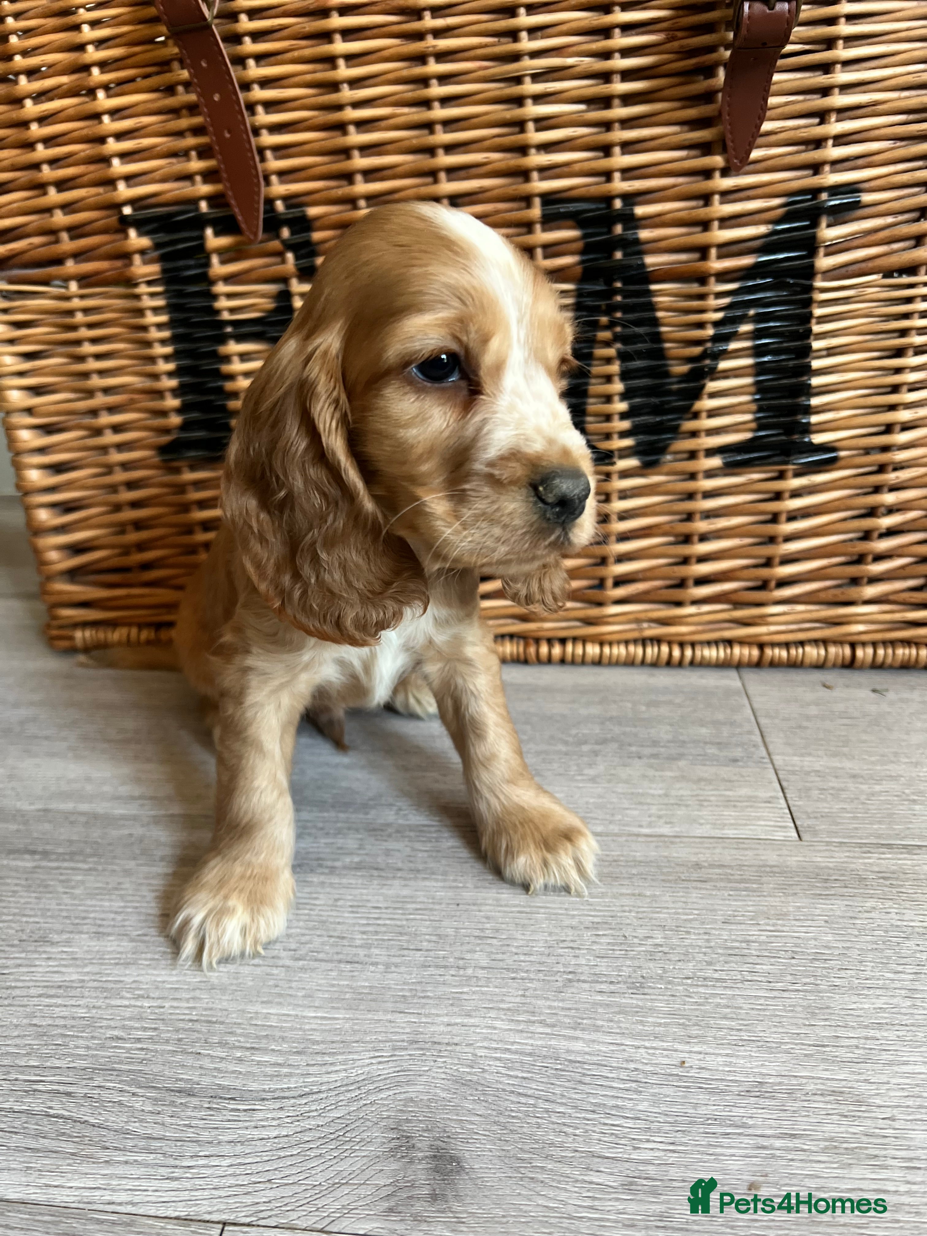 Cocker Spaniel dogs Show type Cocker spaniel puppies  - Advert 15