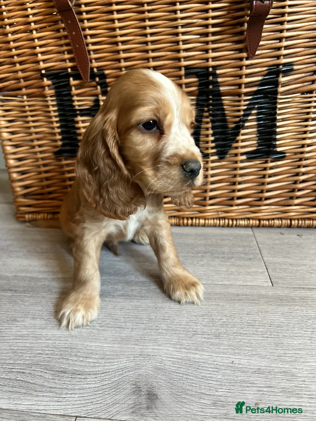 Cocker Spaniel dogs for sale: Show type Cocker spaniel puppies  - Advert 1